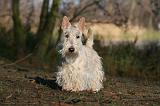 SCOTTISH TERRIER 016